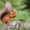 Red Squirrel