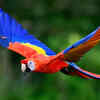 Scarlet Macaw