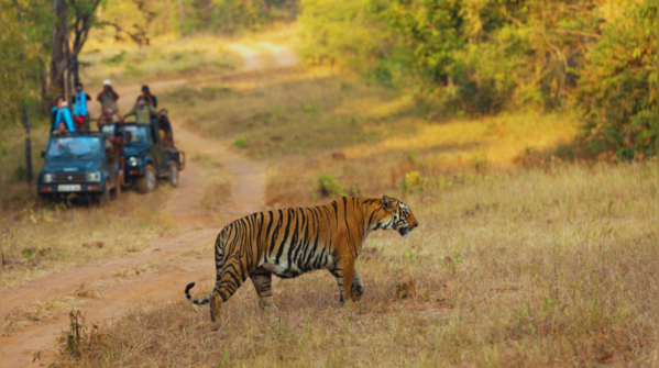 Cruise through Dudhwa National Park