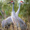Sandhill Cranes