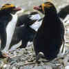 Macaroni Penguins
