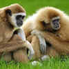 Gibbons