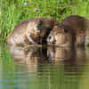 Beavers