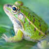 Frogs