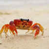 Crabs