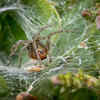 Spiders