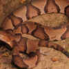 Snakes