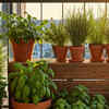 Why plants struggle in balconies