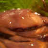 Firefly Squid