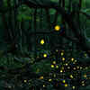 Glowworms