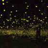 Fireflies