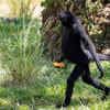 Spider Monkey