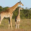 Giraffe