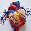 B12 deficiency can affect heart and nerve health 
