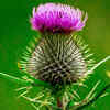 Milk thistle