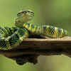 Green Tree Viper