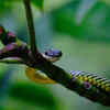 Paradise Tree Snake