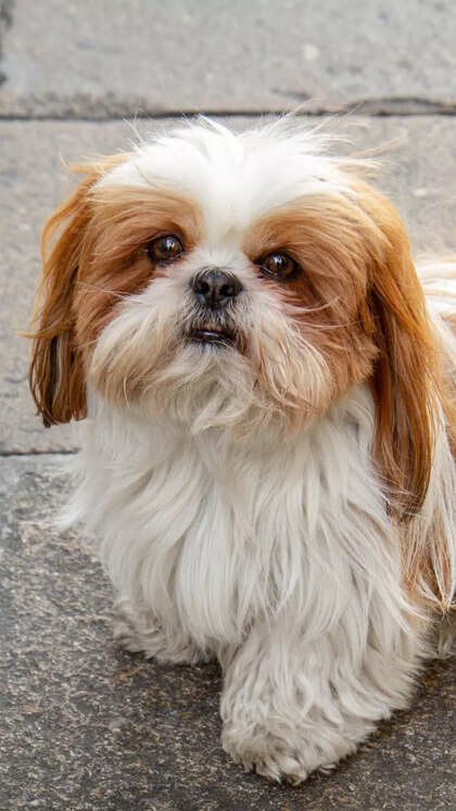 10 small dog breeds perfect for apartment living: Family-friendly and easy to care for