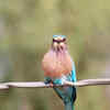 State bird and cultural symbol