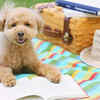 Poodle