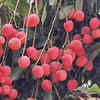 Shahi Litchi