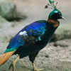 Birdwatcher’s paradise