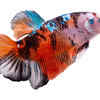 Marble Betta