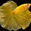 Rosetail Betta
