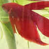 Doubletail Betta