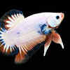 Plakat Betta