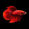 Halfmoon Betta