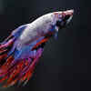 Crowntail Betta