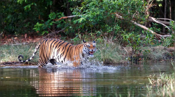 Bandhavgarh National Park, Madhya Pradesh