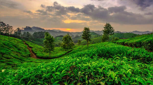 Munnar, Kerala