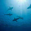 Blacktip Reef Shark
