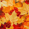 Rowan