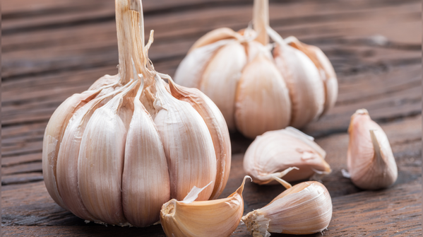 Garlic