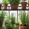 Vertical foliage and plants