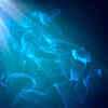 Spotlight effect