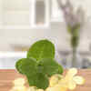 Peppermint oil