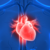 Heart’s quiet ally