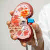How kidneys get hurt