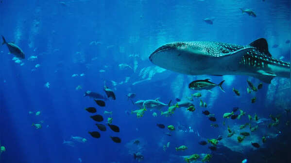 View the Dubai Mall Aquarium from outside