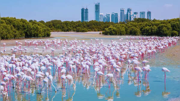 Spot flamingos at Ras Al Khor Wildlife Sanctuary