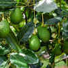 Other benefits of avocado leaves