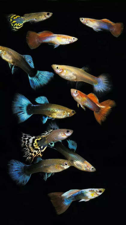 7 easy livebearing freshwater fish for beginners: Perfect for home aquariums