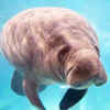 Manatee
