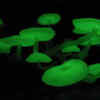 Mycena lux-coeli