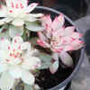 Echeveria 'Mebina'