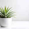 Tillandsia (air plants)